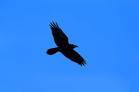 Fish Crow (Corvus ossifragus)
