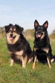 Two mixed-breed dogs sitting on a meadow