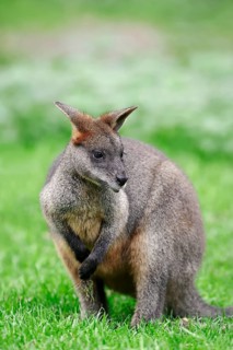 Swamp Wallaby (Wallabia bicolor)