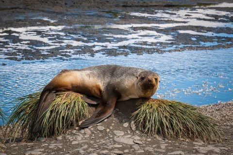 Antarctic Fur Seal (Arctocephalus gazella) resting on tussock grass