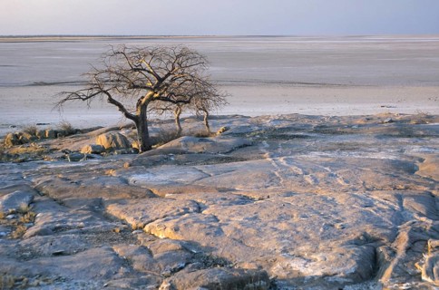 Baobab Trees (Adansonia digitata) on Kubu Island amidst the Makgadikgadi Pan