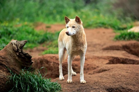 Dingo (Canis familiaris dingo)