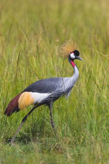 Grey crowned crane (Balearica regulorum) walking in tall grass
