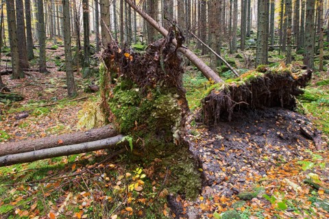 Norway Spruce (Picea abies)