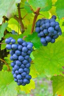 Ripe grapes