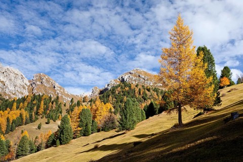 Landscape at Gampenwiesen meadows