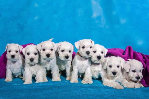 A litter of eight white Miniature Schnauzer puppies
