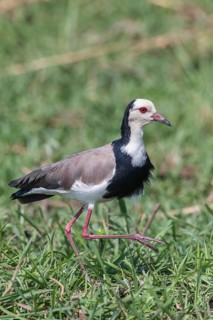 Long-toed Lapwing (Vanellus crassirostris)