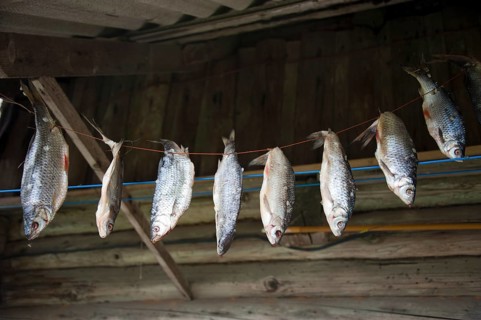 Fish hung up for drying