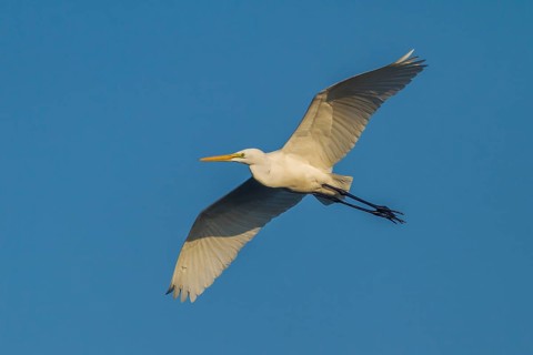 Great Egret (Ardea alba) in flight
