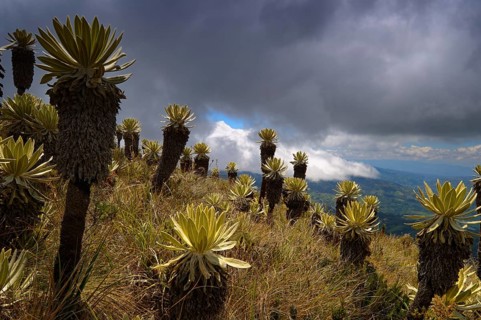 Frailejon or Fraylejon (Espeletia pycnophylla) plants in the paramo landscape
