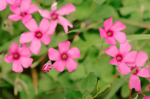 Moss Phlox or Creeping Phlox (Phlox subulata)