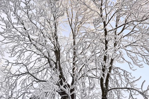 A forest in winter