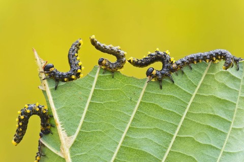 Larvae of the birch sawfly (Craesus latipes)