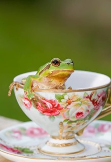 European Tree Frog (Hyla arborea) sitting in a cup