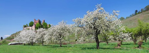 Blooming fruit trees