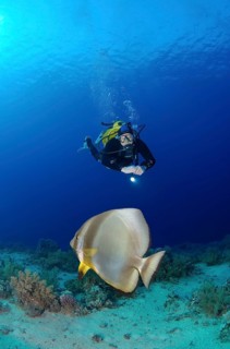 Scuba diver looking at a Teira Batfish (Platax teira)