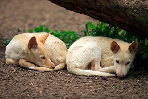 Dingoes (Canis familiaris dingo)
