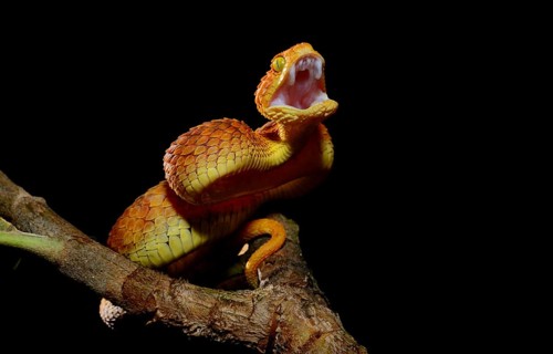Mayombe Bush-Viper (Atheris squamigera anisolepis)