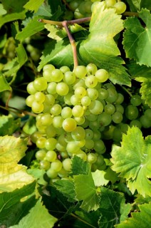 Himrod Grapes (Vitis labrusca 'Himrod')