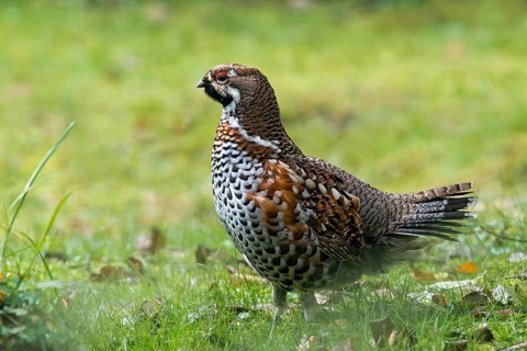 Hazel Grouse (Bonasa bonasia)