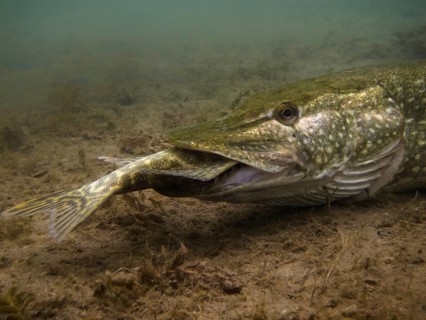 Pike or Northern Pike (Esox lucius) feeding on another pike at the bottom of a lake