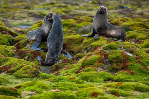Antarctic Fur Seals (Arctocephalus gazella)