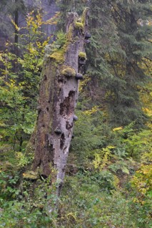 Dead tree in autumn in Kirnischtal valley