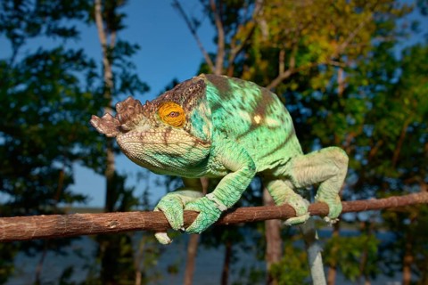 Parson's Chameleon (Calumma parsonii)