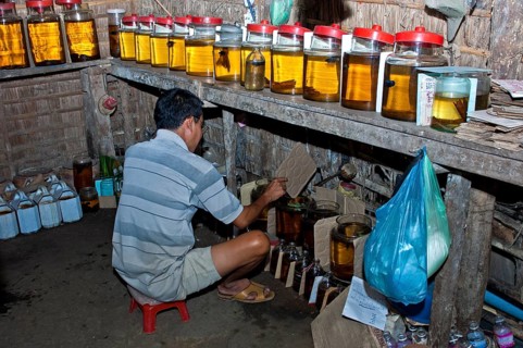 Inside a breeding farm for fighting fish