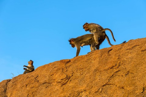 A monkey