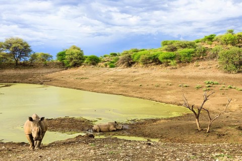 Two White Rhinoceroses or Square-lipped Rhinoceroses (Ceratotherium simum)