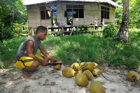 Papuan man cutting coconuts open with a machete