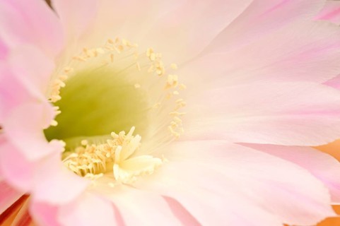 Pink Easter Lily Cactus (Echinopsis eyriesii)