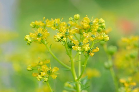 Common Rue or Herb-of-grace (Ruta graveolens)