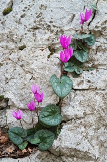 European Cyclamen (Cyclamen purpurascens)