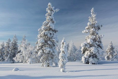 Snowy fir forest