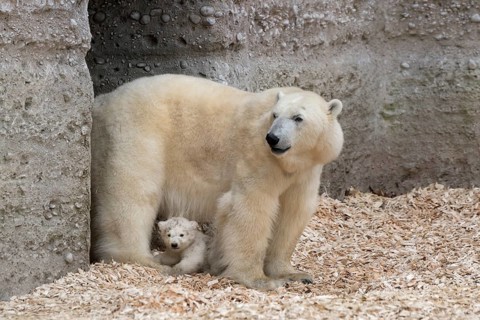 Polar Bears (Ursus maritimus)