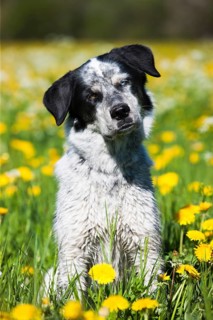 Husky Munsterlander Labrador mixed-breed dog