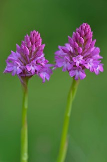 Pyramid Orchids (Anacamptis pyramidalis)
