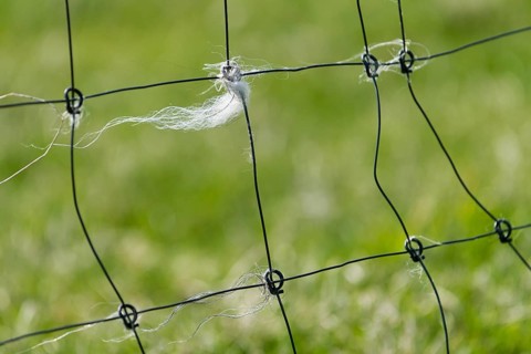 Sheep's wool caught on a fence