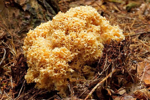 Wood Cauliflower (Sparassis crispa)