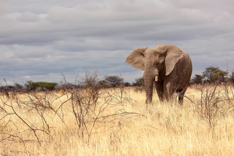 African Elephant (Loxodonta africana)
