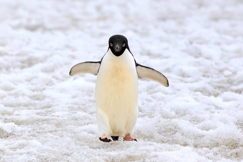 Adelie Penguin (Pygoscelis adeliae)