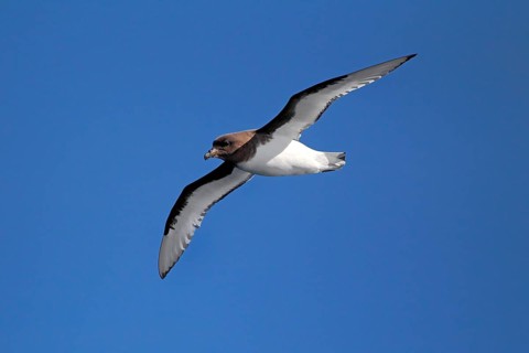 Cape Petrel (Daption capense)