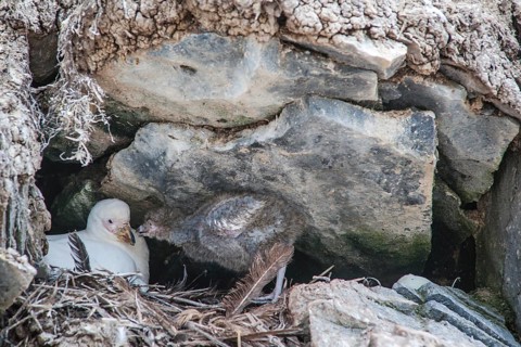 Snowy Sheathbill (Chionis alba)