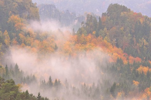 The Kirnitzschtal in fog in autumn