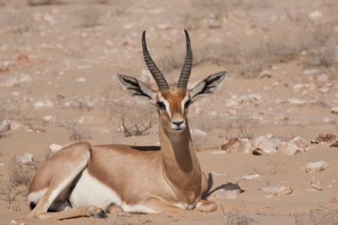 Arabian Oryx (Oryx leucoryx)
