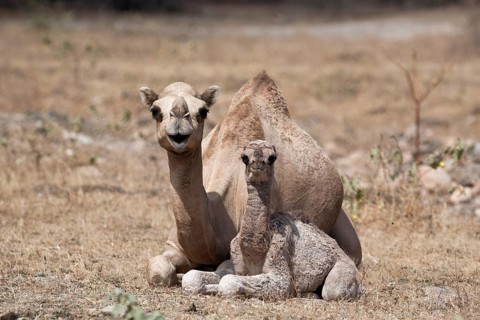 Dromedary or Arabian Camel (Camelus dromedarius) with a calf