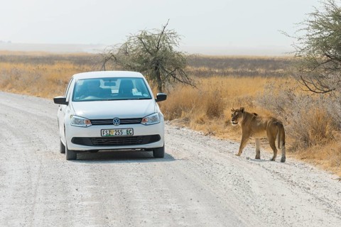 Lion (Panthera leo) and car